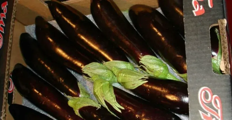 الباذنجان (عروس أسود)