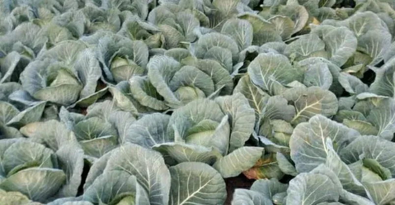 Cabbage