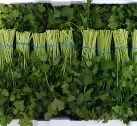 Coriander