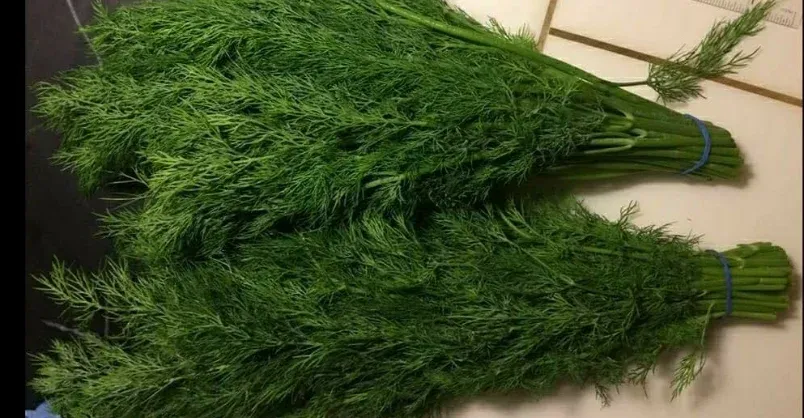 Dill