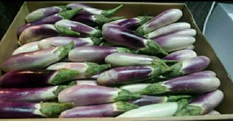 الباذنجان (عروس أرجواني)