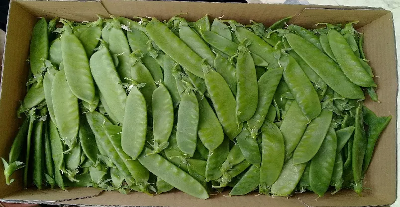 Snow Peas