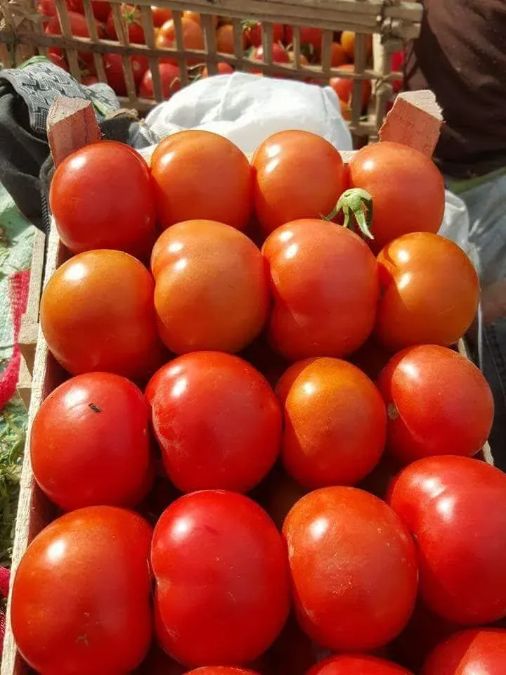 Tomatoes