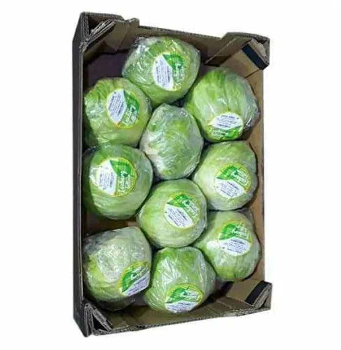 White Salad Cabbage