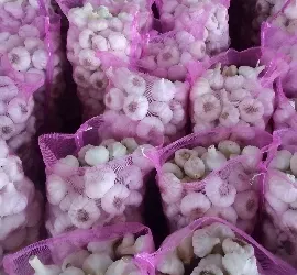 White Garlic