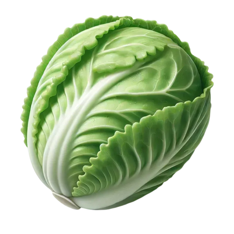 Iceberg Lettuce