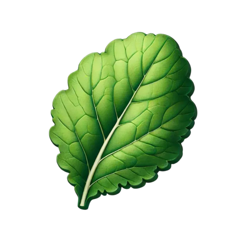 الفجل