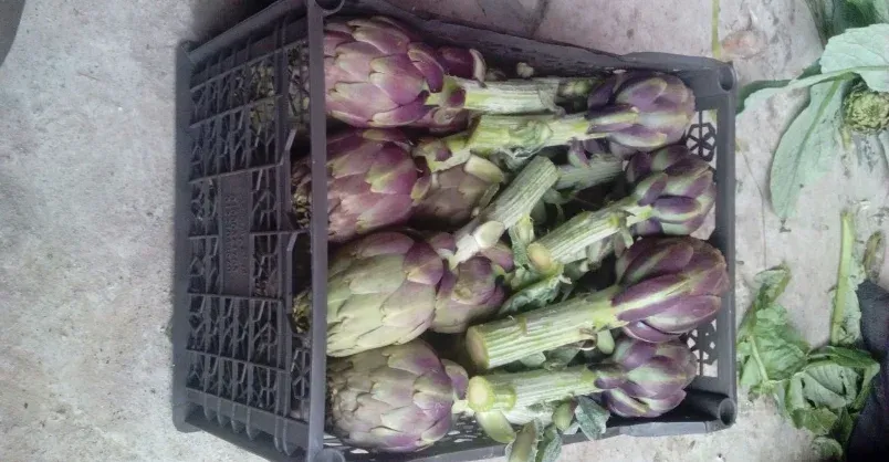 Artichoke