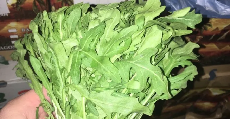 Rucola