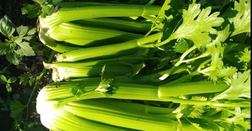 Celery