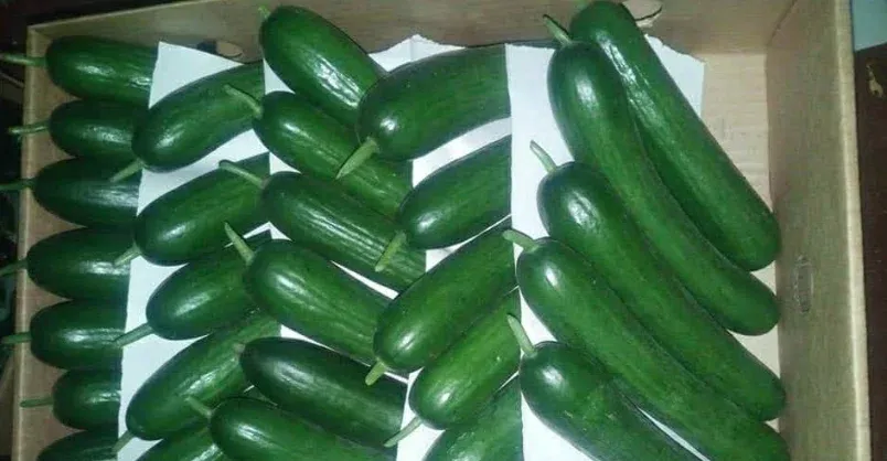 Cucumbers