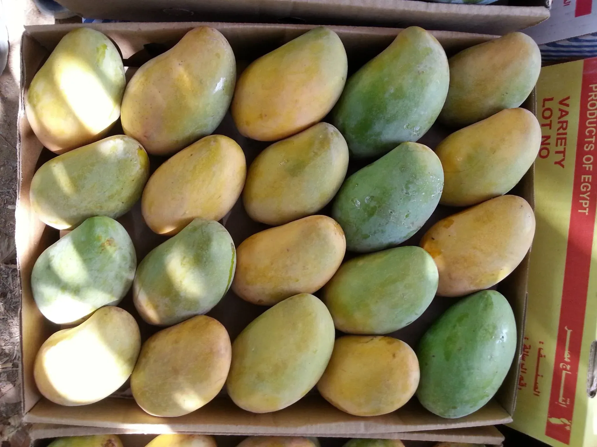 Ewais Mangos