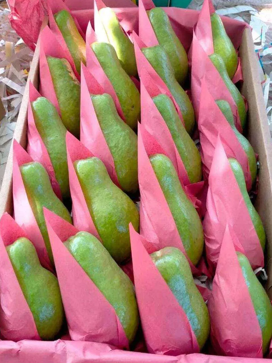Guava