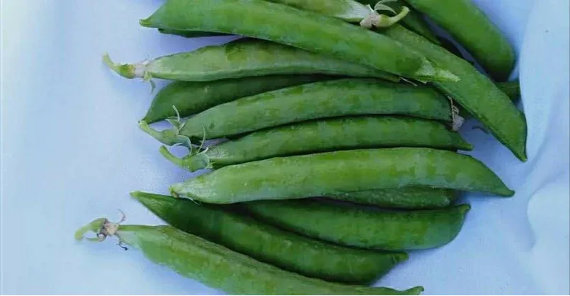Harati Beans
