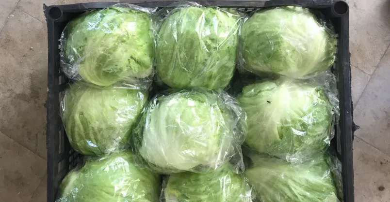 Iceberg Lettuce