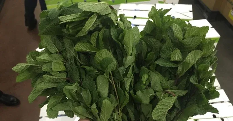 Mint