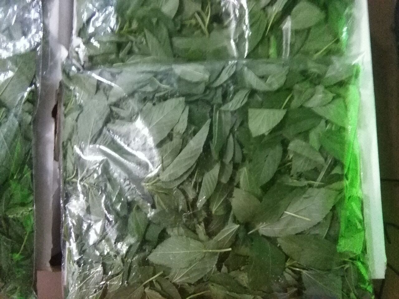 ملوخية