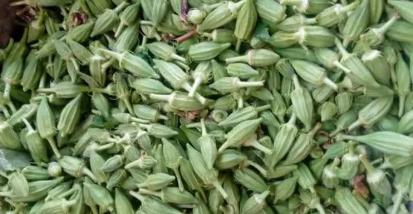 Okra