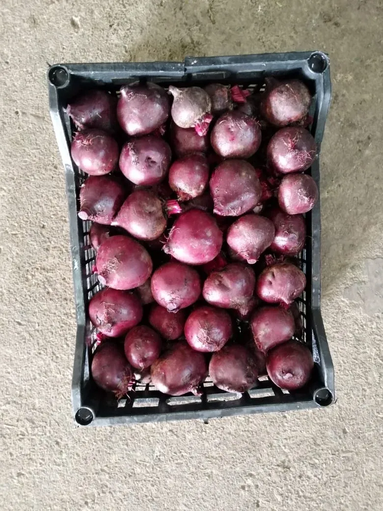 Red Beetroots