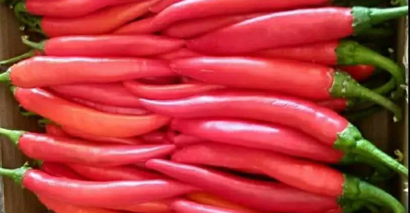 Red Chilli