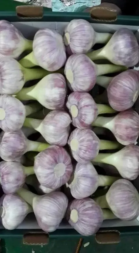 Red Garlic