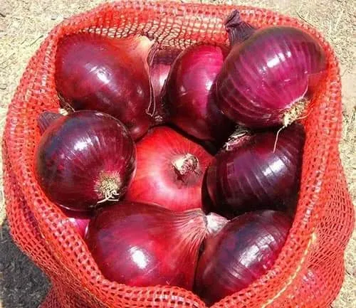 Red Onions