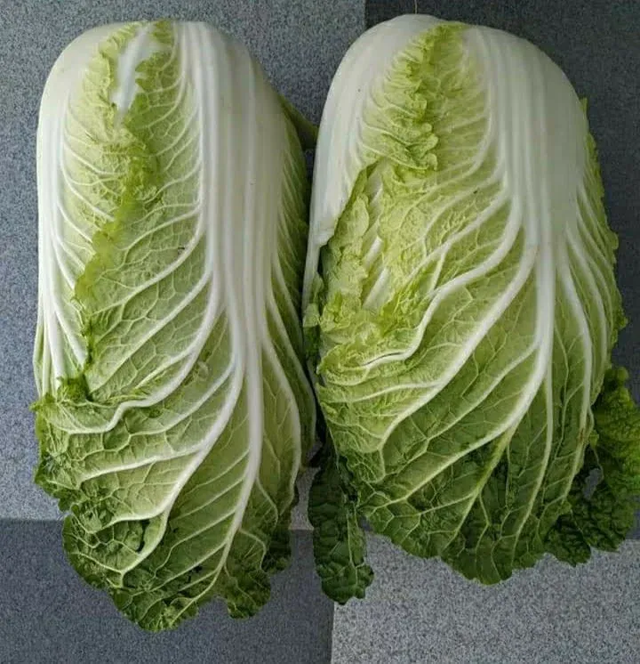 Romaine Lettuce