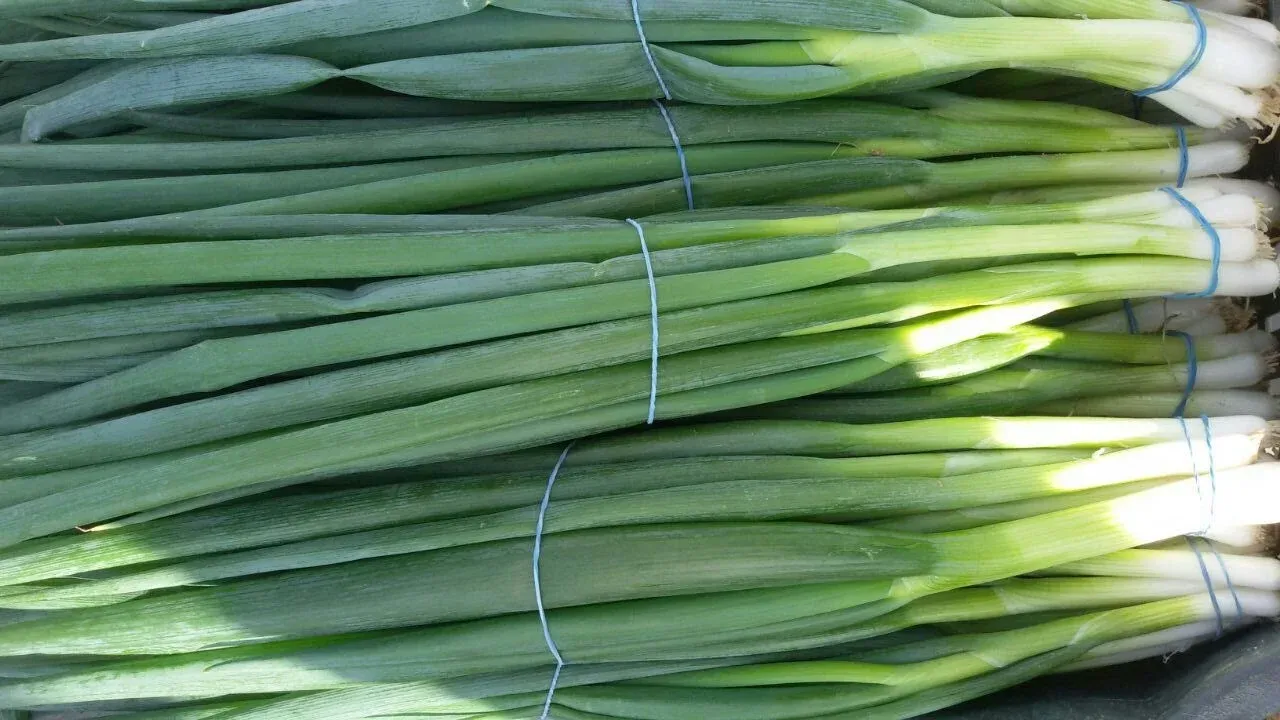 Green Onions / Scallion