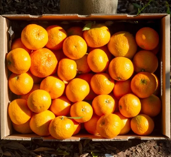 Tangerine