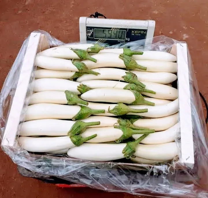 Aubergine (Arous White)
