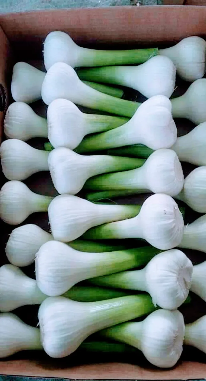 White Garlic