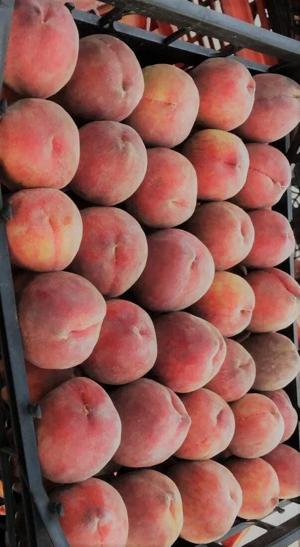 Nectarine
