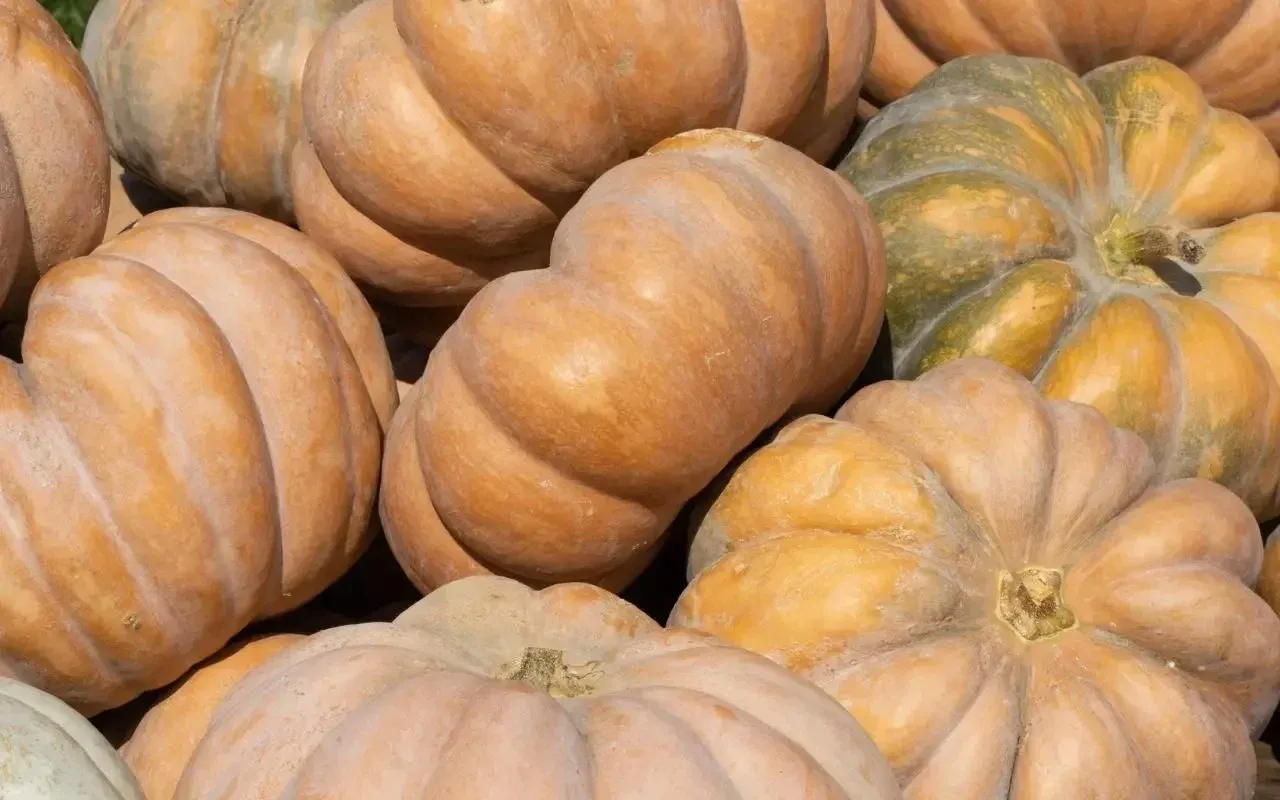 Pumpkin